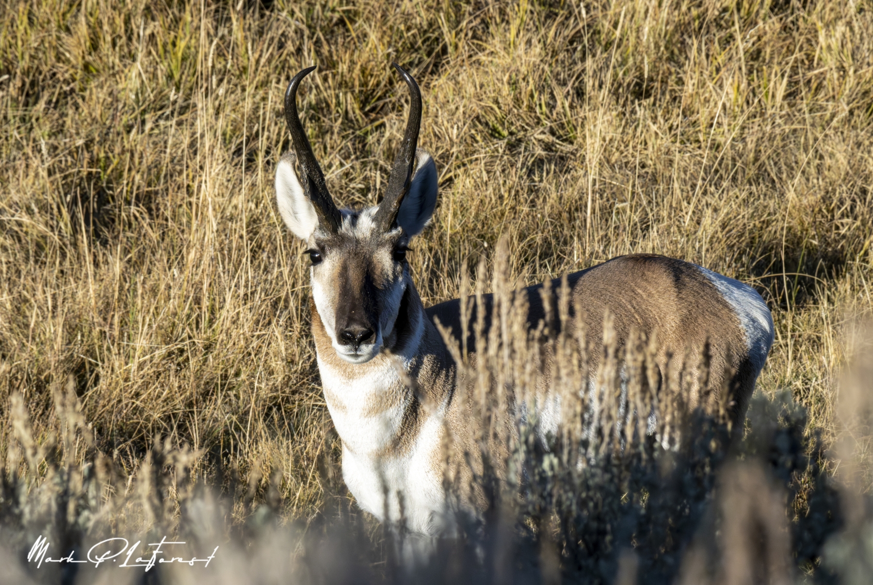 /gallery/north_america/USA/Wyoming/yellowstone/Pronghorn Yellowstone NP Sept 2024-001_med.jpg